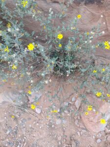 ArchesMoabOct24-113 images from Arches National Park - Oct 2024