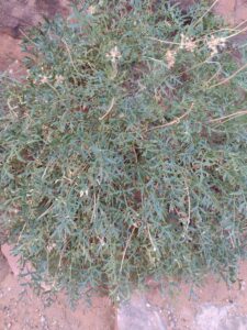 ArchesMoabOct24-114 images from Arches National Park - Oct 2024