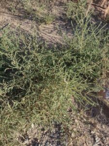 ArchesMoabOct24-155 images from Arches National Park - Oct 2024