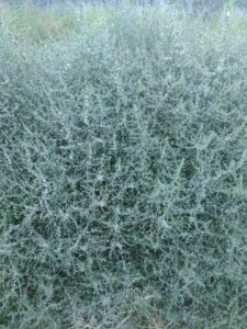 ArchesMoabOct24-185 images from Arches National Park - Oct 2024