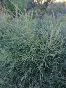 ArchesMoabOct24-186 images from Arches National Park - Oct 2024
