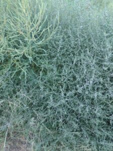 ArchesMoabOct24-187 images from Arches National Park - Oct 2024