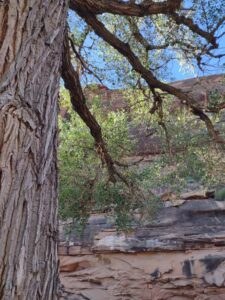 ArchesMoabOct24-209 images from Arches National Park - Oct 2024