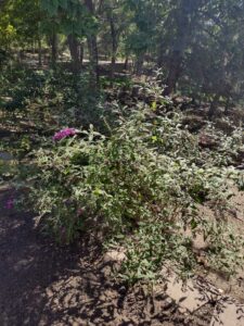 image from Ashton Gardens at Thanksgiving Point - Lehi UT