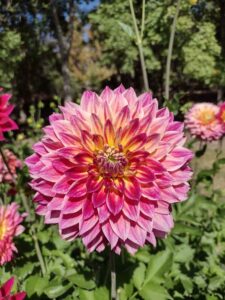 image from Ashton Gardens at Thanksgiving Point - Lehi UT