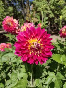 image from Ashton Gardens at Thanksgiving Point - Lehi UT