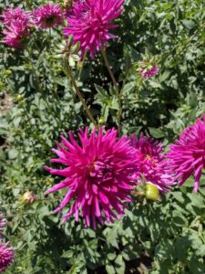 image from Ashton Gardens at Thanksgiving Point - Lehi UT