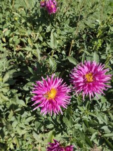 image from Ashton Gardens at Thanksgiving Point - Lehi UT