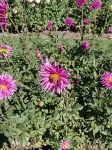 image from Ashton Gardens at Thanksgiving Point - Lehi UT