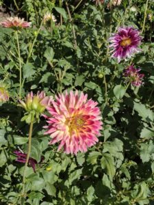 image from Ashton Gardens at Thanksgiving Point - Lehi UT