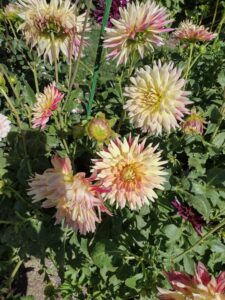 image from Ashton Gardens at Thanksgiving Point - Lehi UT