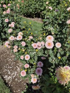 image from Ashton Gardens at Thanksgiving Point - Lehi UT