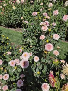 image from Ashton Gardens at Thanksgiving Point - Lehi UT