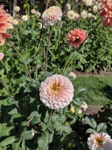 image from Ashton Gardens at Thanksgiving Point - Lehi UT