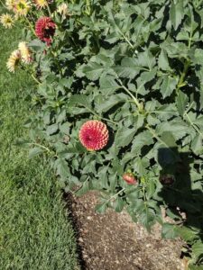 image from Ashton Gardens at Thanksgiving Point - Lehi UT