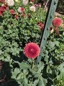 image from Ashton Gardens at Thanksgiving Point - Lehi UT