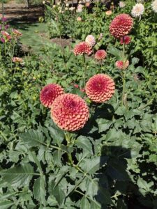 image from Ashton Gardens at Thanksgiving Point - Lehi UT