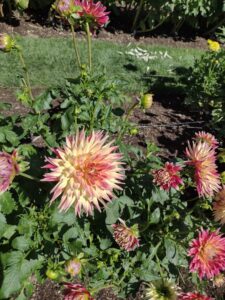 image from Ashton Gardens at Thanksgiving Point - Lehi UT