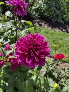 image from Ashton Gardens at Thanksgiving Point - Lehi UT