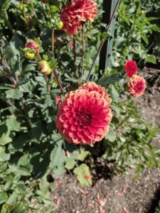 image from Ashton Gardens at Thanksgiving Point - Lehi UT