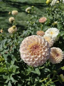 image from Ashton Gardens at Thanksgiving Point - Lehi UT