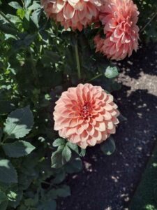 image from Ashton Gardens at Thanksgiving Point - Lehi UT