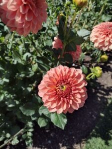 image from Ashton Gardens at Thanksgiving Point - Lehi UT