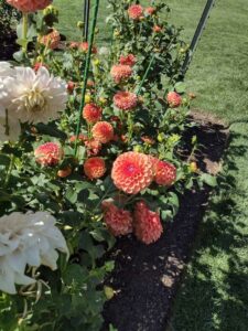 image from Ashton Gardens at Thanksgiving Point - Lehi UT