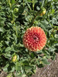 image from Ashton Gardens at Thanksgiving Point - Lehi UT