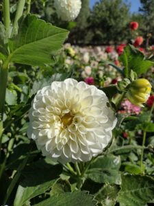 image from Ashton Gardens at Thanksgiving Point - Lehi UT