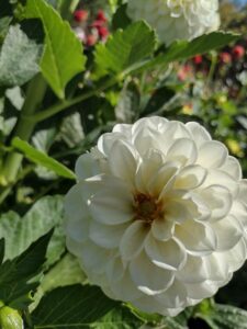 image from Ashton Gardens at Thanksgiving Point - Lehi UT