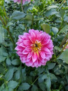 image from Ashton Gardens at Thanksgiving Point - Lehi UT