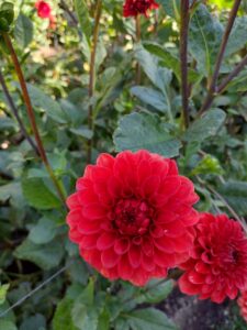 image from Ashton Gardens at Thanksgiving Point - Lehi UT