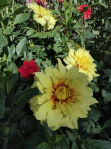 image from Ashton Gardens at Thanksgiving Point - Lehi UT