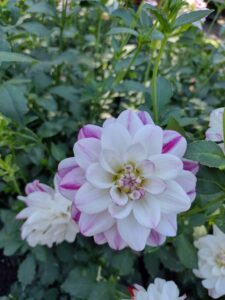 image from Ashton Gardens at Thanksgiving Point - Lehi UT