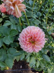 image from Ashton Gardens at Thanksgiving Point - Lehi UT