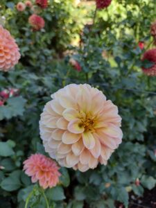 image from Ashton Gardens at Thanksgiving Point - Lehi UT