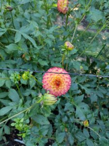 image from Ashton Gardens at Thanksgiving Point - Lehi UT