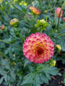 image from Ashton Gardens at Thanksgiving Point - Lehi UT