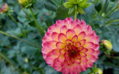 Ashton Gardens at Thanksgiving Point – Lehi