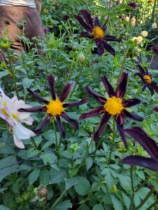 image from Ashton Gardens at Thanksgiving Point - Lehi UT