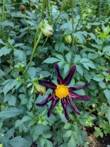 image from Ashton Gardens at Thanksgiving Point - Lehi UT