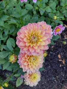 image from Ashton Gardens at Thanksgiving Point - Lehi UT