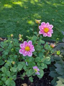 image from Ashton Gardens at Thanksgiving Point - Lehi UT