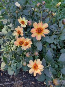 image from Ashton Gardens at Thanksgiving Point - Lehi UT