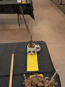 image from CACSS show and sale at Desert Botanical Garden