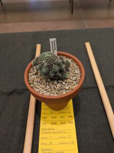 image from CACSS show and sale at Desert Botanical Garden