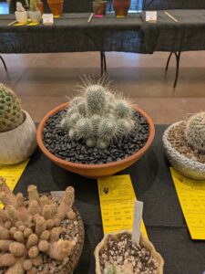 image from CACSS show and sale at Desert Botanical Garden