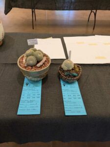 image from CACSS show and sale at Desert Botanical Garden