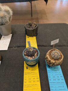image from CACSS show and sale at Desert Botanical Garden